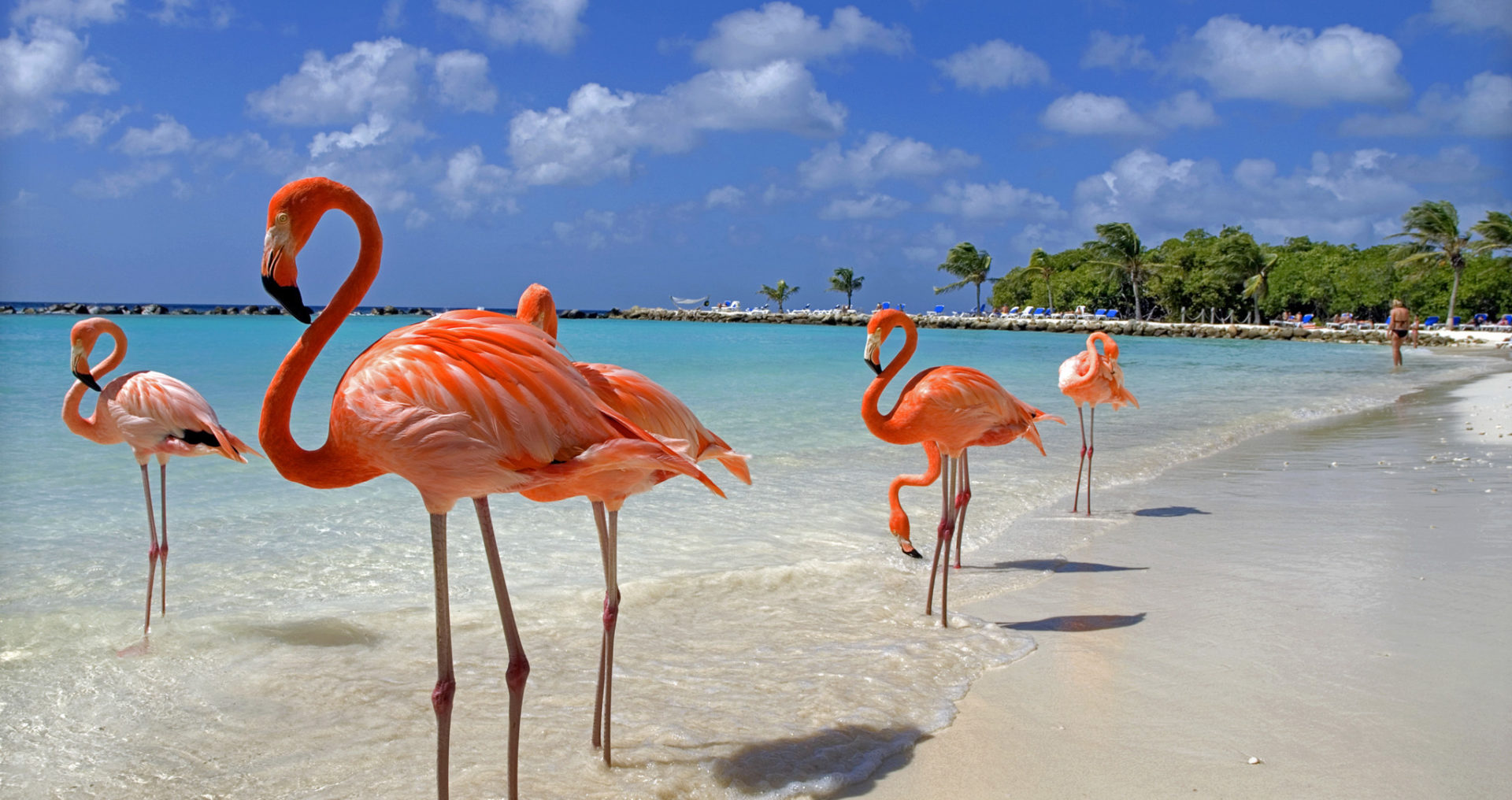 Aruba Flamingos Beach